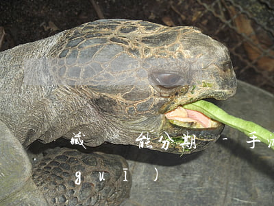 藏寶閣能分期嗎-手游藏寶閣分期付款規(guī)則