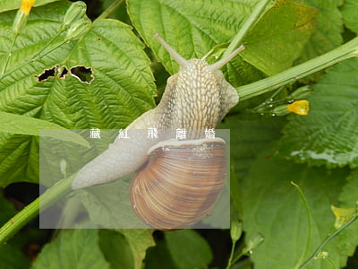 藏紅飛 離婚