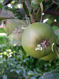 藥品經(jīng)營(yíng)與管理