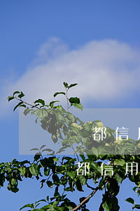 藥都信用卡逾期多久會(huì)上征信 藥都信用卡逾期多久會(huì)上征信系統(tǒng)