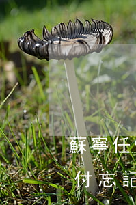 蘇寧任性付忘記了還款期怎么辦-蘇寧任性付忘記還款了,不能再用了