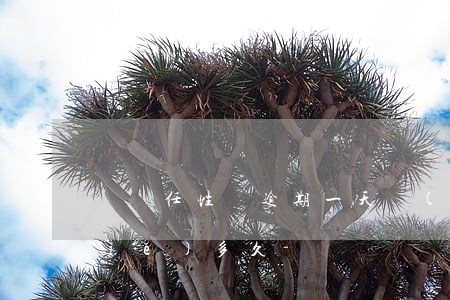 蘇寧任性貸逾期一天會(huì)凍結(jié)多久-