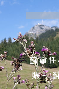 蘇寧任性貸逾期還款結(jié)清多久入賬-蘇寧任性貸逾期還款結(jié)清多久入賬啊