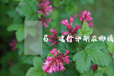 蘇寧易購建行分期在哪提前還款-