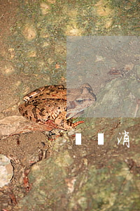 蘇寧消費借款逾期(蘇寧消費任性付逾期一年)