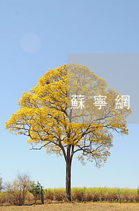 蘇寧網(wǎng)貸逾期多久能立案