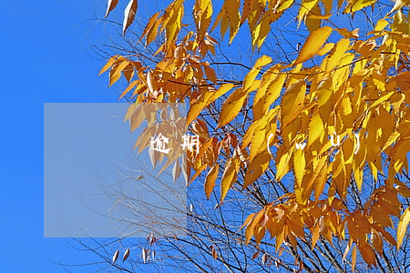 蘇寧逾期債務(wù)（蘇寧逾期兩年起訴嗎）