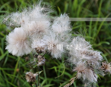 蘇寧逾期提起訴訟(蘇寧逾期多久會被起訴)