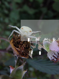 蘇州刑事律師哪家專業(yè)(蘇州有多少律師)