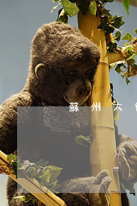 蘇州大律師(蘇州大律師張燕青)