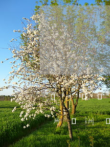 蘇州蘇誠(chéng)律師事務(wù)所(蘇州蘇誠(chéng)律師事務(wù)所在哪里)