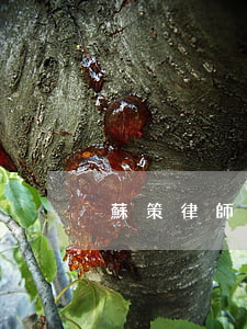 蘇策律師周璐(蘇策律師周璐)