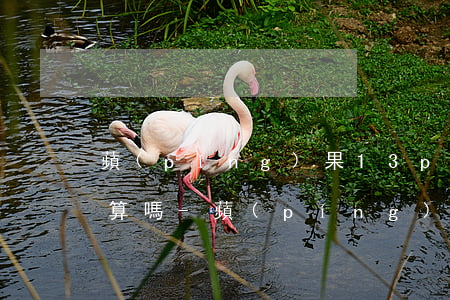 蘋(píng)果13p分期免息24期劃算嗎-蘋(píng)果13p分期免息24期劃算嗎