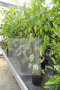 蘋(píng)果官網(wǎng)免息分期上征信嗎(iphone官網(wǎng)免息分期付款)