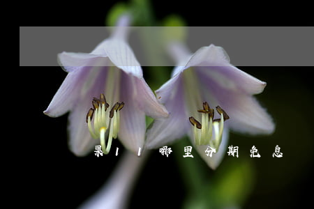 蘋果11哪里分期免息