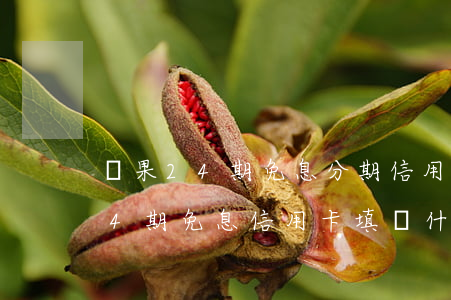 蘋果24期免息分期信用卡怎么填-蘋果24期免息信用卡填寫什么