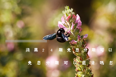 蘋果24期免息分期可以退貨嗎(蘋果24期免息分期可以退貨嗎怎么退)