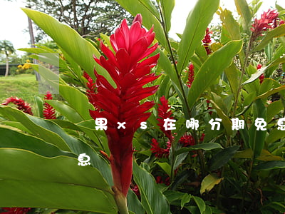 蘋果xs在哪分期免息(蘋果xs在哪分期免息購買)