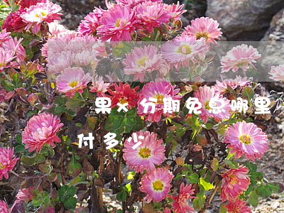 蘋果x分期免息哪里買-蘋果x分期付款首付多少錢