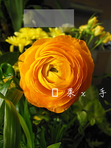 蘋果x手機貸款逾期圖片