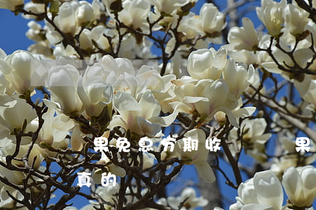 蘋果免息分期收錢碼(蘋果免息分期收錢碼是真的嗎)
