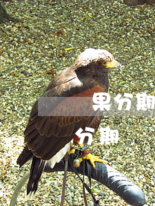 蘋果分期逾期后果(蘋果分期逾期過還可以再分期嗎?)
