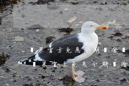 蘋果官方免息分期,為啥還款的時候有利息-蘋果官方免息分期,為啥還款的時候有利息