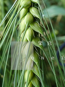 蘋果官網(wǎng)真的免息分期(iphone官網(wǎng)免息分期付款)