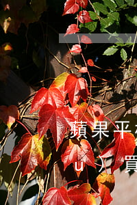 蘋果平板分期免息嗎(蘋果平板分期購(gòu)買多花多少錢)