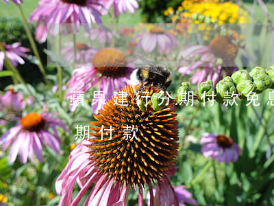 蘋果建行分期付款免息(iphone建行分期付款)