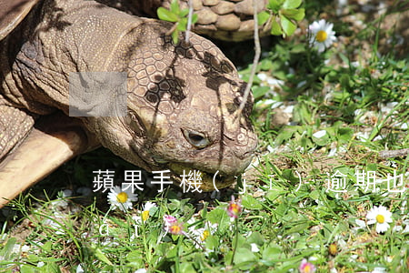 蘋果手機(jī)逾期也能下款的平臺(tái)