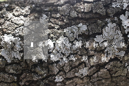 蘋果招商分期退款多久恢復(fù)額度（蘋果用招商分期退款）