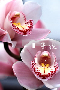 蘋果授權(quán)店分期免息不 蘋果授權(quán)店有分期免息嗎