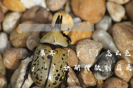 蘋果耳機(jī)怎么免息分期(蘋果耳機(jī)分期付款到底是怎么分期的)