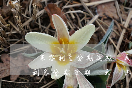 蘋果零利息分期逾期幾天會怎么樣-蘋果零利息分期逾期幾天會怎么樣嗎