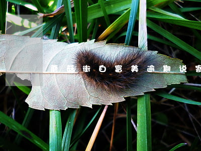 蘑菇街白富美逾期说寄律师函