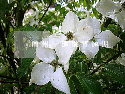 蘭州一建融資逾期