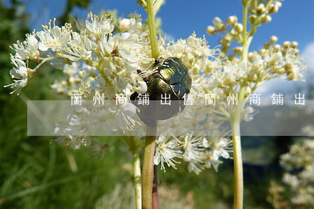 蘭州商鋪出售(蘭州商鋪出售稅率)