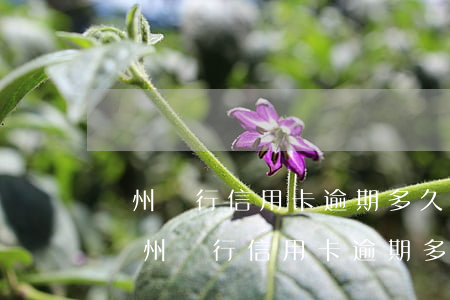蘭州銀行信用卡逾期多久會(huì)爆通(蘭州銀行信用卡逾期多久會(huì)爆通)