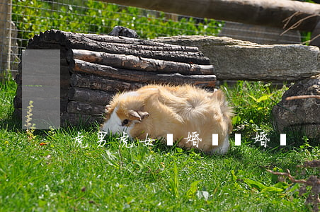虎男虎女結婚會離婚嗎