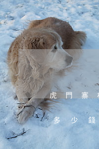 虎門寨村民一年分多少錢(虎門寨村民一年分多少錢)