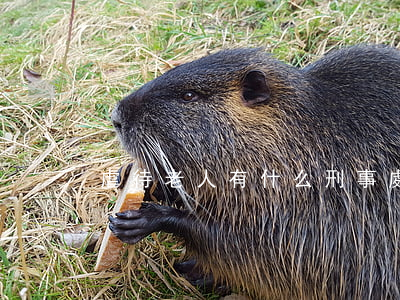 虐待老人有什么刑事處罰