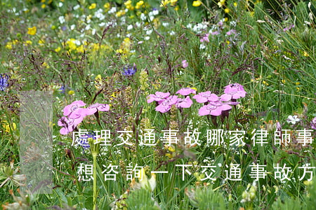 處理交通事故哪家律師事務(wù)所好(我想咨詢一下交通事故方面的律師)