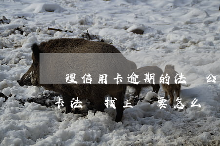 處理信用卡逾期的法務公司靠譜嗎-欠信用卡,法務找上門要怎么辦