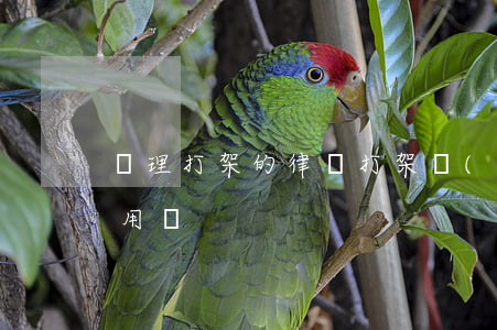 處理打架的律師(打架請(qǐng)律師有用嗎)