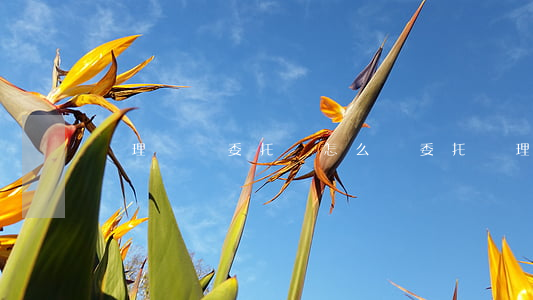 處理糾紛委托書怎么寫(委托辦理案件書怎么寫)
