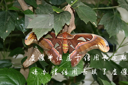 虚假单位属于信用卡逾期虚假单位-电话邀请办理信用卡,填了虚假的工作单位