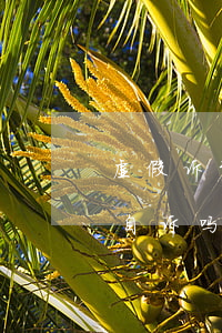 虚假诉讼可以提起自诉吗(虚假诉讼可以刑事自诉吗?)