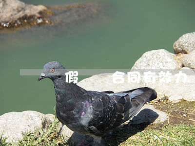 虛假勞動合同有效力嗎