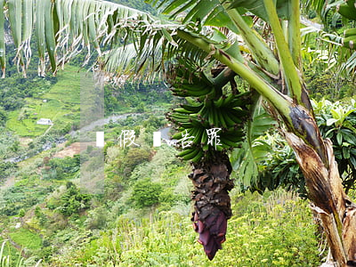 虛假廣告罪